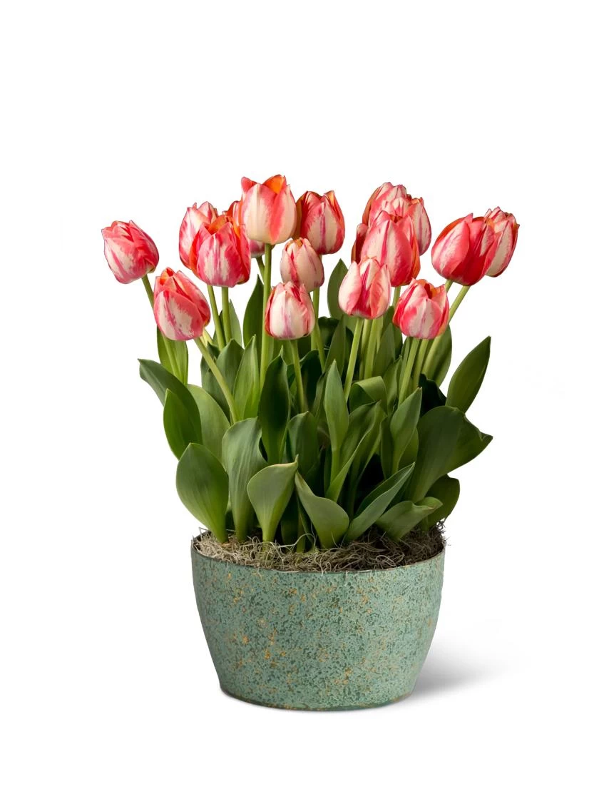 Valentine's Kiss Bulb Garden 3 Valentine's Kiss Bulb Garden