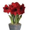 Sweet Delight Bulb Garden 2 Sweet Delight Bulb Garden -Outdoor Garden Care Shop 8598179 valentines 2022