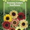 Evening Colors Sunflower Organic Seeds -Outdoor Garden Care Shop 8598225 01V tif