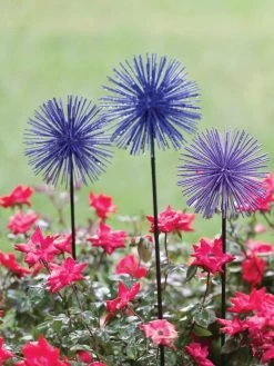 Everbloomin' Alliums, Set Of 3 7 Everbloomin' Alliums, Set Of 3 -Outdoor Garden Care Shop 8598435 1000 tif