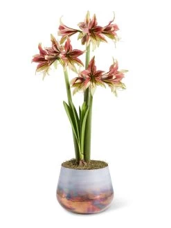 Cybister Potted Amaryllis -Outdoor Garden Care Shop 8598561 mystica 2021 13