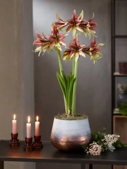 Cybister Potted Amaryllis -Outdoor Garden Care Shop 8598561 mystica 2021 14