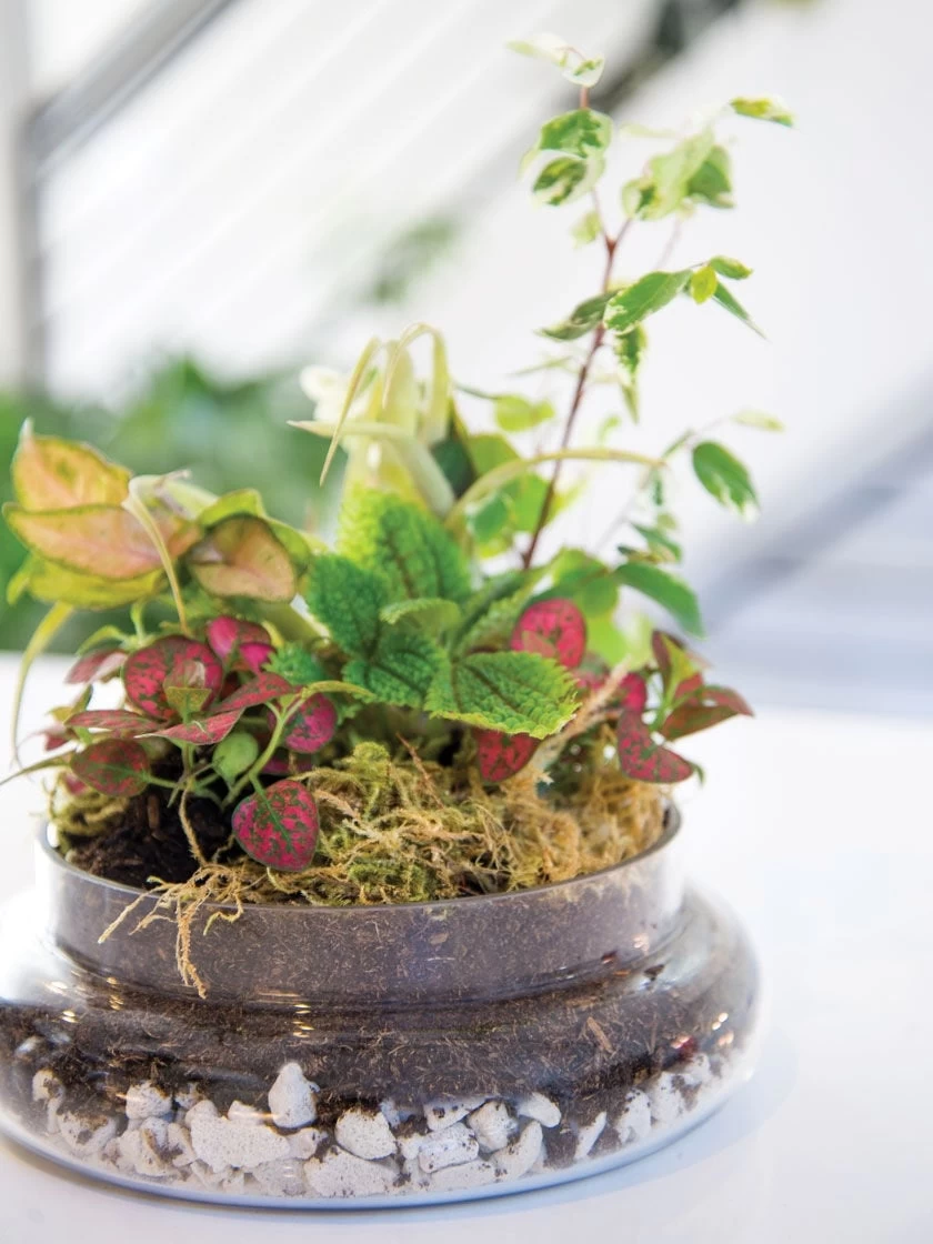 Cloche Terrarium Kit Medium 4 Cloche Terrarium Kit Medium - Image 2