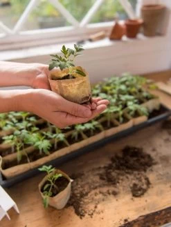 Paper Pots, 50 Cell -Outdoor Garden Care Shop 8599830 0507 tif