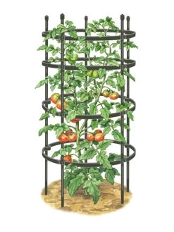 Titan Tomato Cages, Set Of 3 13 Titan Tomato Cages, Set Of 3 -Outdoor Garden Care Shop 8599861 0001 art tif