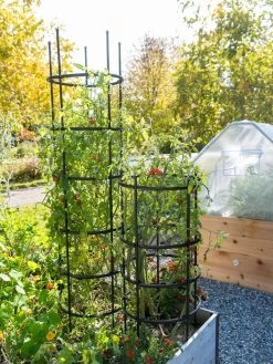 Titan Tomato Cages, Set Of 3 10 Titan Tomato Cages, Set Of 3 -Outdoor Garden Care Shop 8599861 0106 tif