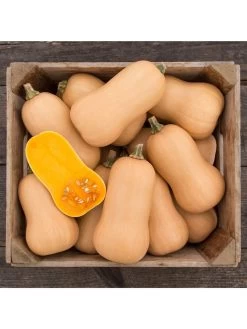 Brulee Butternut Squash Organic Seeds -Outdoor Garden Care Shop 8599867 01v