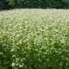 Common Buckwheat Organic Seeds