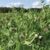 Field Peas, Oats And Vetch Mix Organic Seeds 2 Field Peas, Oats And Vetch Mix Organic Seeds -Outdoor Garden Care Shop 8599874 01V tif