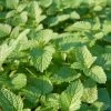 Lemon Balm Organic Seeds -Outdoor Garden Care Shop 8599880 01V tif