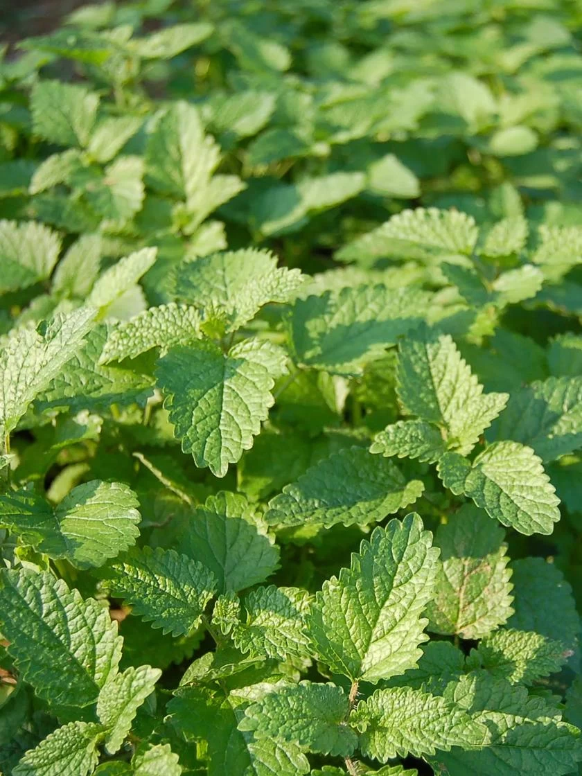 Lemon Balm Organic Seeds 3 Lemon Balm Organic Seeds