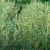 Thyme Organic Seeds 1 Thyme Organic Seeds -Outdoor Garden Care Shop 8599882 01v thyme organic seeds
