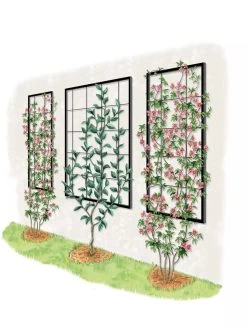 Exeter Wall Trellis 13 Exeter Wall Trellis -Outdoor Garden Care Shop 8600049 50 0001 art tif