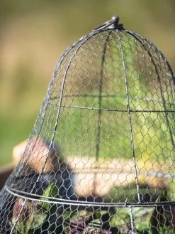 Chicken Wire Cloche With Extension 24 Chicken Wire Cloche With Extension -Outdoor Garden Care Shop 8600116 0607 tif