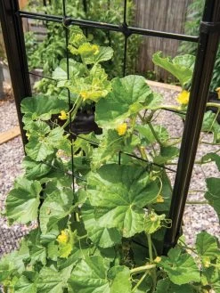 Gardener’s Victory Self-Watering Planter With Vine Trellis 22 Gardener’s Victory Self-Watering Planter With Vine Trellis -Outdoor Garden Care Shop 8600176 6853