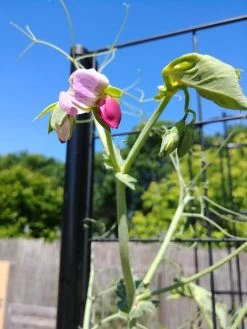 Gardener’s Victory Self-Watering Planter Garden With Vine Trellis 15 Gardener’s Victory Self-Watering Planter Garden With Vine Trellis -Outdoor Garden Care Shop 8600177 6588 tif 1