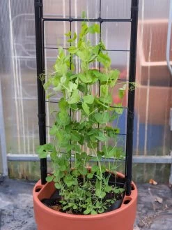 Gardener’s Victory Self-Watering Planter With Vine Trellis 18 Gardener’s Victory Self-Watering Planter With Vine Trellis -Outdoor Garden Care Shop 8600178 5000 tif