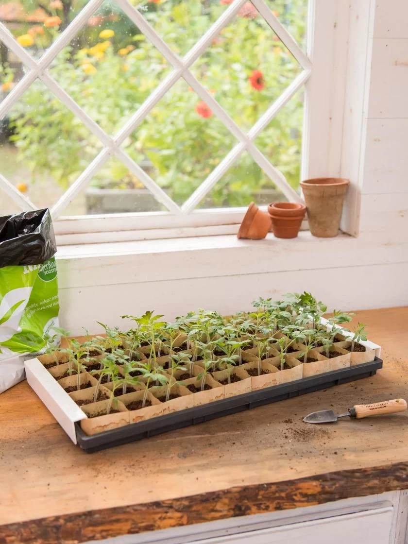 Paper Pots Starter Set 3 Paper Pots Starter Set