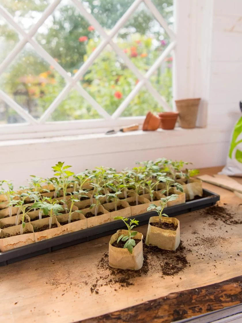 Paper Pots Starter Set 8 Paper Pots Starter Set - Image 6