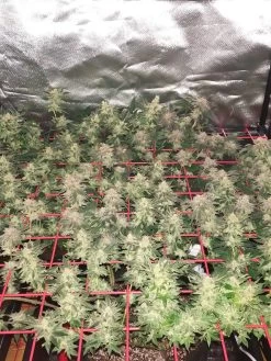 Hemp Grow Kit -Outdoor Garden Care Shop 8600301 01TEST tif