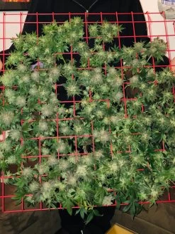 Hemp Grow Kit -Outdoor Garden Care Shop 8600301 02TEST tif 1