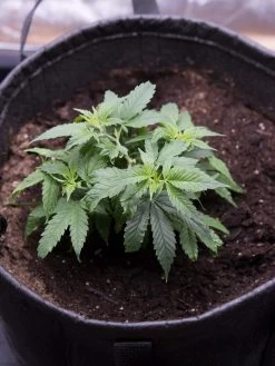 Hemp Success Kit -Outdoor Garden Care Shop 8600301 0584 tif