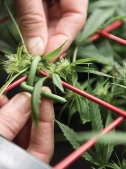 Hemp Success Kit -Outdoor Garden Care Shop 8600301 2002 tif