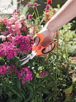 Gardener's Multi Purpose Scissors 8 Gardener's Multi Purpose Scissors -Outdoor Garden Care Shop 8608655 19551 tif