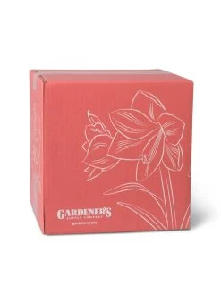 Amaryllis Planting Kit -Outdoor Garden Care Shop 8608878 755