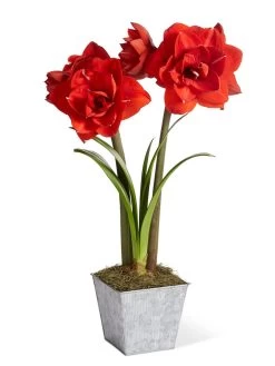 Amaryllis Planting Kit -Outdoor Garden Care Shop 8608878 diykit 2021 01