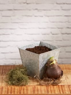 Amaryllis Planting Kit -Outdoor Garden Care Shop 8608878 diykit 2021 02