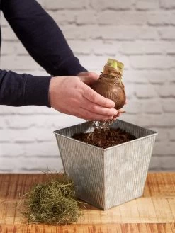 Amaryllis Planting Kit -Outdoor Garden Care Shop 8608878 diykit 2021 03