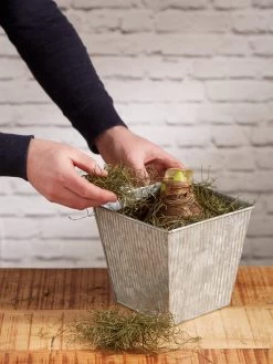 Amaryllis Planting Kit -Outdoor Garden Care Shop 8608878 diykit 2021 04