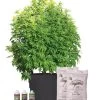 Victory Hemp Success Kit -Outdoor Garden Care Shop 8609041 4000 tif