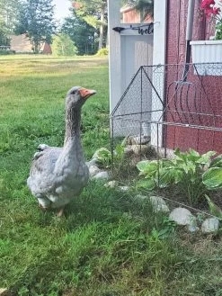 Chicken Wire Crop Coop -Outdoor Garden Care Shop 8609080 02IN tif