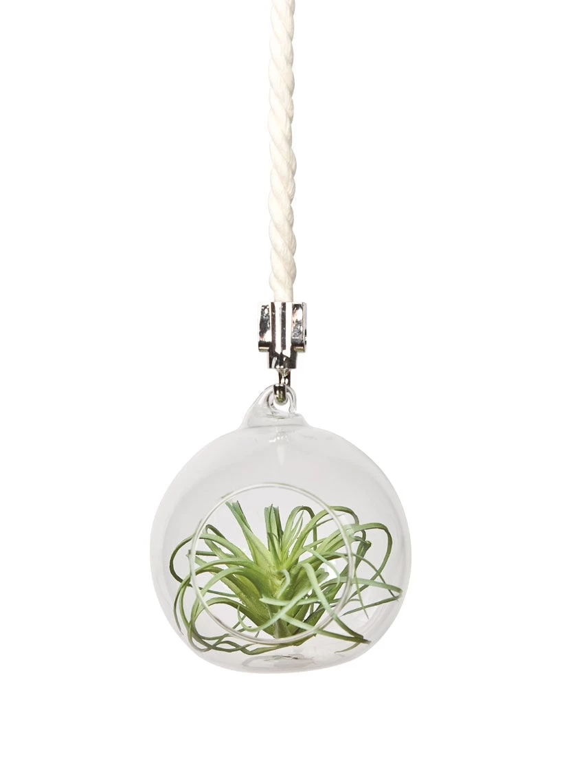 Mini Blown-Glass Hanging Terrarium, Set Of 2 4 Mini Blown-Glass Hanging Terrarium, Set Of 2 - Image 2