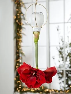 Waxed Amaryllis Brass Hangers, Set Of 3 -Outdoor Garden Care Shop 8609252 2020 6014