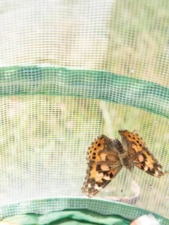 Butterfly Garden® Kit With Voucher 11 Butterfly Garden® Kit With Voucher -Outdoor Garden Care Shop 8609265 6288 tif