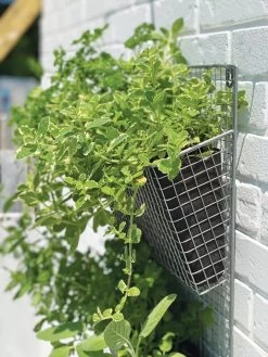 Wire Wall Pockets Vertical Gardens 10 Wire Wall Pockets Vertical Gardens -Outdoor Garden Care Shop 8609429 9500 tif