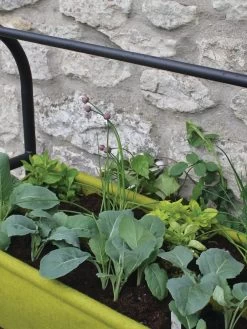 Vigoroot™ Self-Watering Easy Garden Planter -Outdoor Garden Care Shop 8609879 04V tif