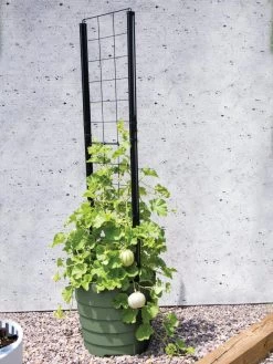Gardener’s Victory Self-Watering Planter With Vine Trellis 15 Gardener’s Victory Self-Watering Planter With Vine Trellis -Outdoor Garden Care Shop 8610238 15487 tif