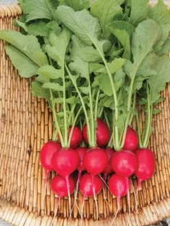 Family Garden Organic Seed Collection, Set Of 7 -Outdoor Garden Care Shop 8610262 Cherry Belle Radish 06V tif
