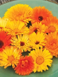 Family Garden Organic Seed Collection, Set Of 7 -Outdoor Garden Care Shop 8610262 Pacific Beauty Calendula 07V tif