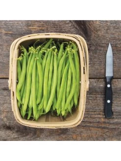 Antigua Bush Bean Organic Seeds -Outdoor Garden Care Shop 8610262 antigua bean 8 15 18 05v