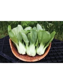 Silk Road Garden Organic Seed Collection, Set Of 6 -Outdoor Garden Care Shop 8610264 shanghai green pac choy 05v