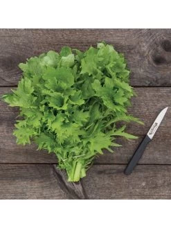 Wasabina Mustard Greens Organic Seeds -Outdoor Garden Care Shop 8610264 wasabina mustard 04v