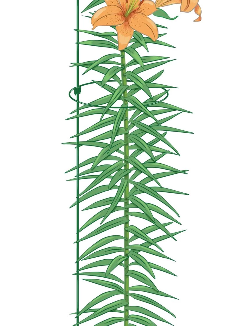 Peacock Mini Plant Support Rings 8", Set Of 2 4 Peacock Mini Plant Support Rings 8", Set Of 2 - Image 2