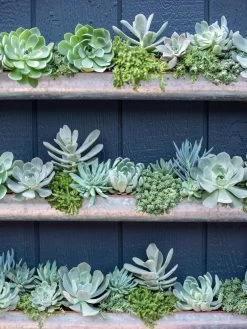 3-Tier Vertical Wall Planter, 3' 11 3-Tier Vertical Wall Planter, 3' -Outdoor Garden Care Shop 8611013 055 tif