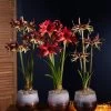Cybister Potted Amaryllis -Outdoor Garden Care Shop 8611083 cybister vertical 2022