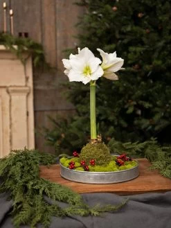 Galvanized Tray Round, 11" -Outdoor Garden Care Shop 8611084 5555 diy moss wrapped amaryllis kit